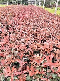 红叶石楠球 色彩苗木 露天栽种 规格齐全 货源充足 美美