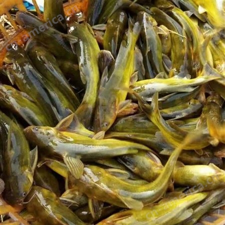 人工养殖黄骨鱼种苗 成活率高 优质鱼苗大量批发 敦皇水产养殖基地