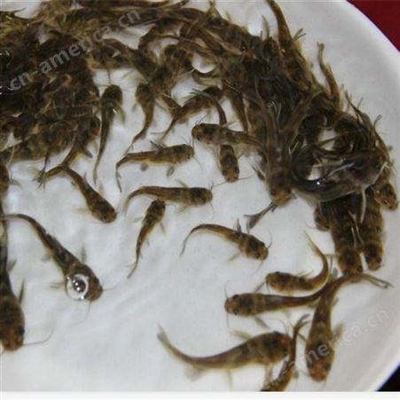 人工养殖黄骨鱼种苗 成活率高 优质鱼苗大量批发 敦皇水产养殖基地
